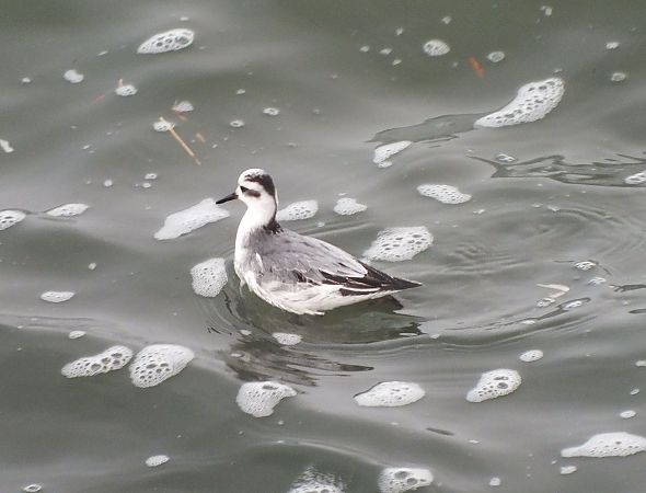 płatkonóg płaskodzioby 