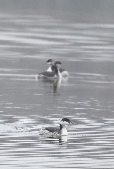 perkoz rogaty  - Edyta Daniluk