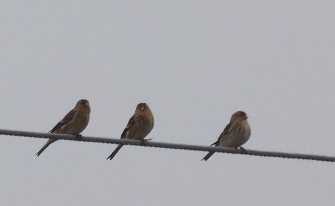 rzepołuch  - Edyta Daniluk