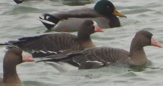 gęś mała  - Kacper Berger