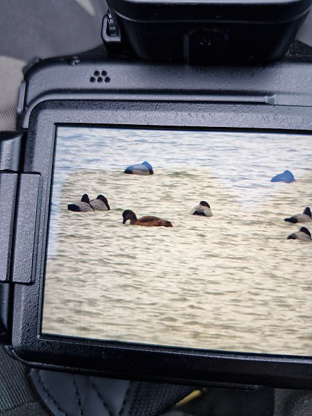 hełmiatka  - Kacper Berger