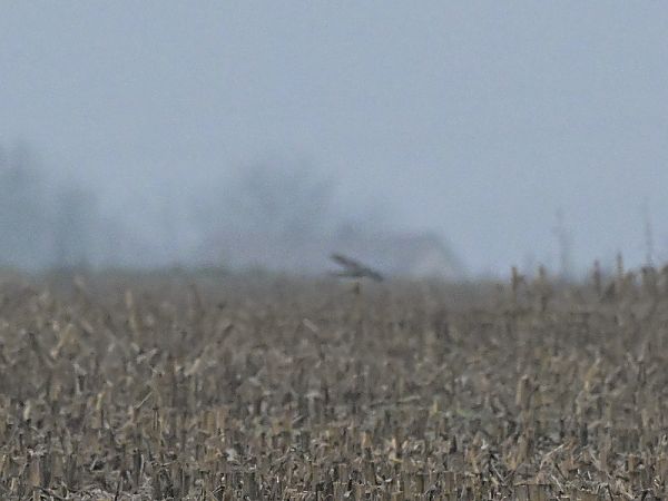 drzemlik  - Waldemar Michalak