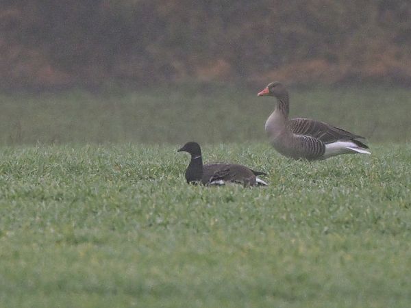bernikla obrożna  - Waldemar Michalak