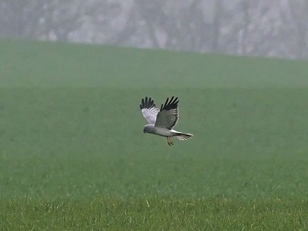 Kornweihe  - Waldemar Michalak