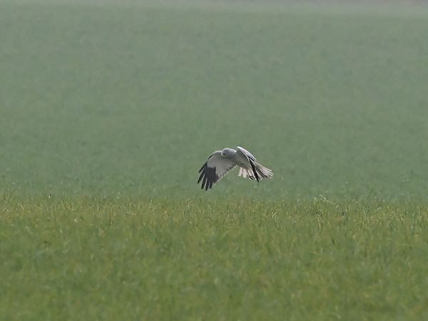 Kornweihe  - Waldemar Michalak