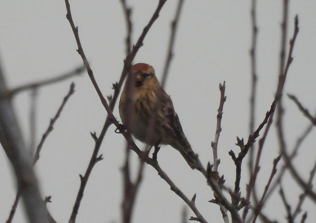 Lesser Redpoll (ssp. cabaret)  - Artur Staszewski