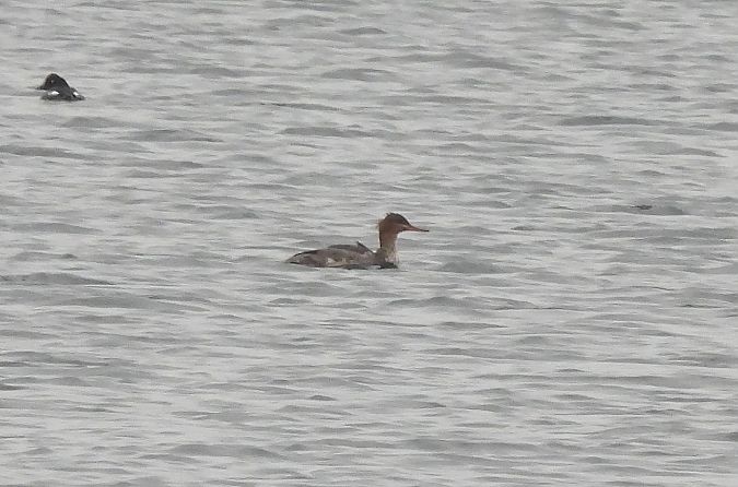 szlachar  - Artur Staszewski