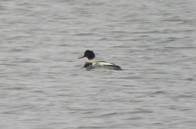 szlachar  - Artur Staszewski