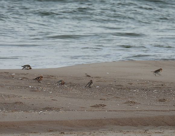 Schneeammer  - Artur Staszewski