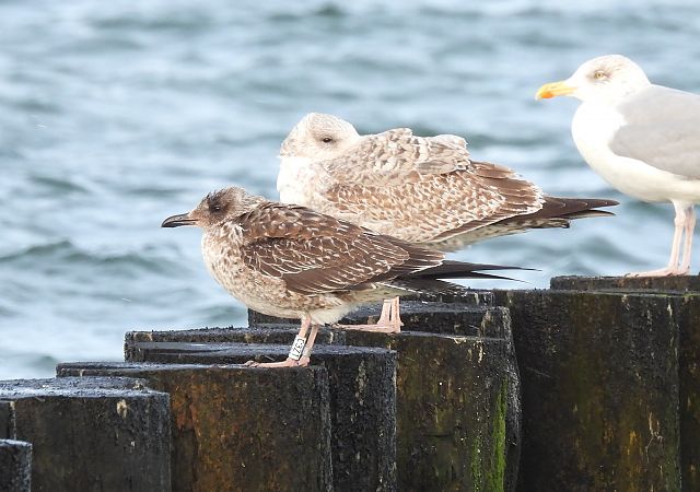 mewa żółtonoga  - Artur Staszewski