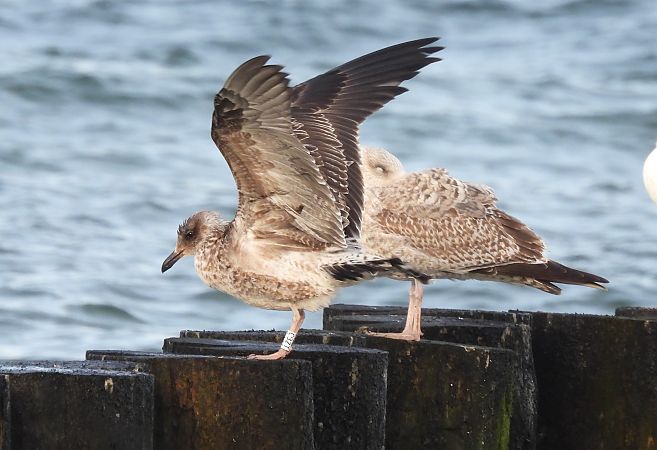 mewa żółtonoga  - Artur Staszewski