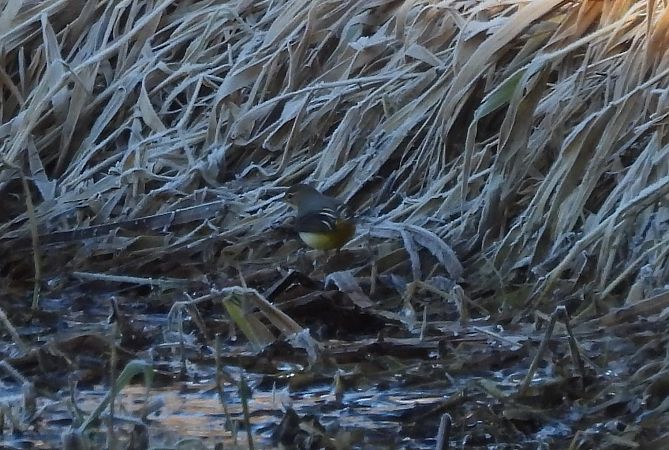 pliszka górska  - Artur Staszewski