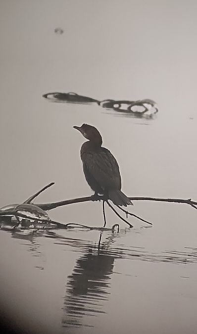 kormoran mały  - Michał Janosz