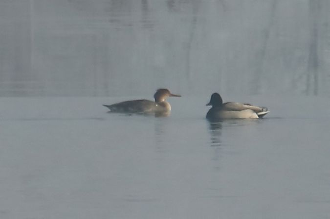 szlachar  - Michał Jarończyk