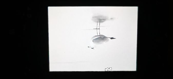 orlica  - Przemysław Jura