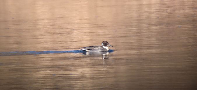 rożeniec  - Sebastian Watras
