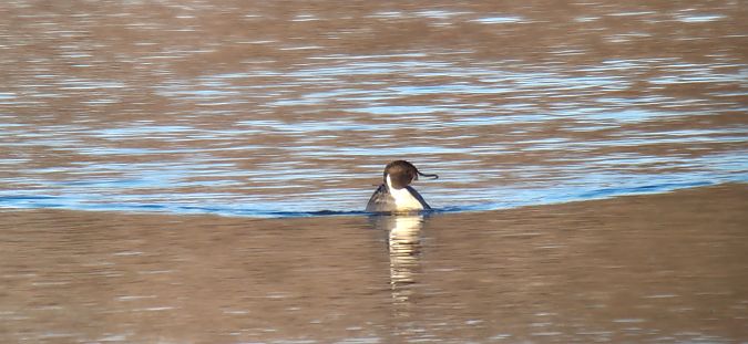 Spiessente  - Sebastian Watras