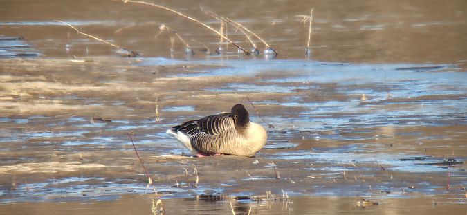 gęgawa  - Sebastian Watras