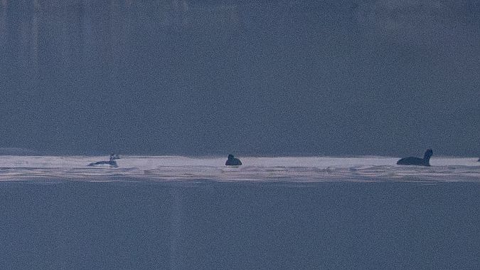 Harelde boréale  - Katarzyna Matusik