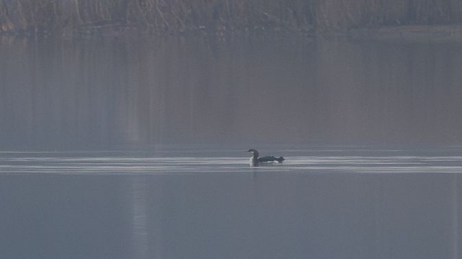 nur czarnoszyi  - Katarzyna Matusik