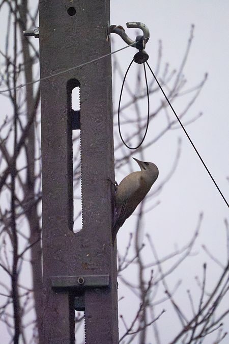 dzięcioł zielonosiwy  - Katarzyna Matusik