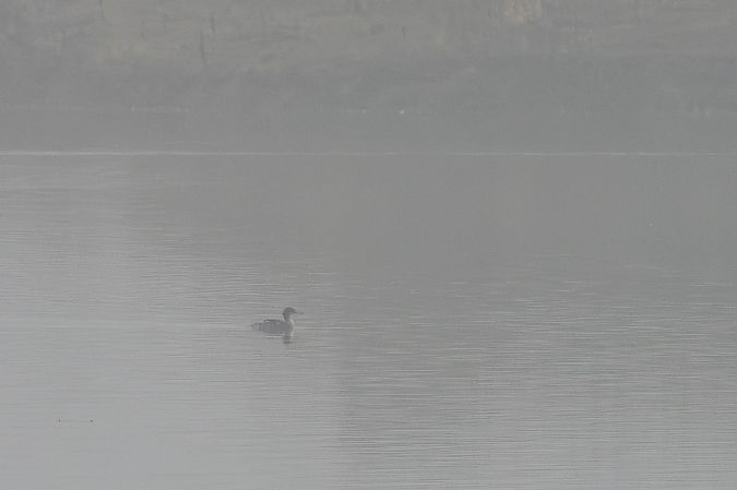 Mittelsäger  - Katarzyna Matusik