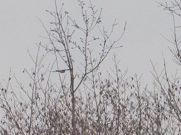 drzemlik  - Katarzyna Matusik