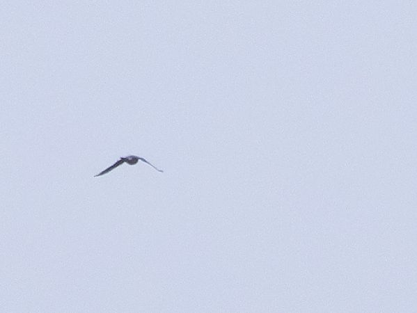 Faucon émerillon  - Katarzyna Matusik