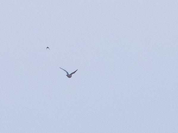 Faucon émerillon  - Katarzyna Matusik