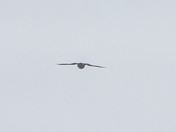 drzemlik  - Katarzyna Matusik