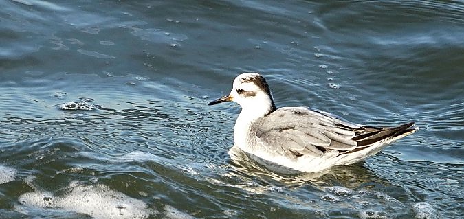 Thorshühnchen  - Jadwiga Jagiełko