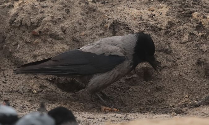 czarnowron x wrona siwa  - Grzegorz Neubauer