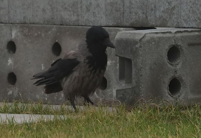 czarnowron x wrona siwa  - Grzegorz Neubauer