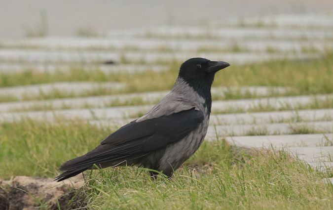 czarnowron x wrona siwa  - Grzegorz Neubauer