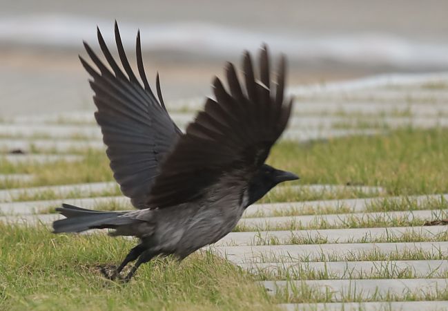 czarnowron x wrona siwa  - Grzegorz Neubauer