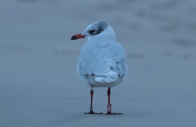 mewa czarnogłowa  - Grzegorz Neubauer