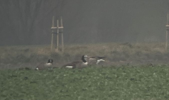 Kanada- x Weißwangengans (Hybrid)  - Grzegorz Neubauer