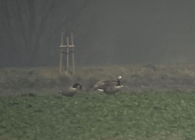 bernikla kanadyjska x bernikla białolica  - Grzegorz Neubauer