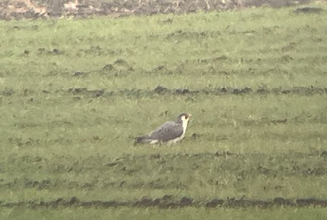 Wanderfalke  - Grzegorz Neubauer