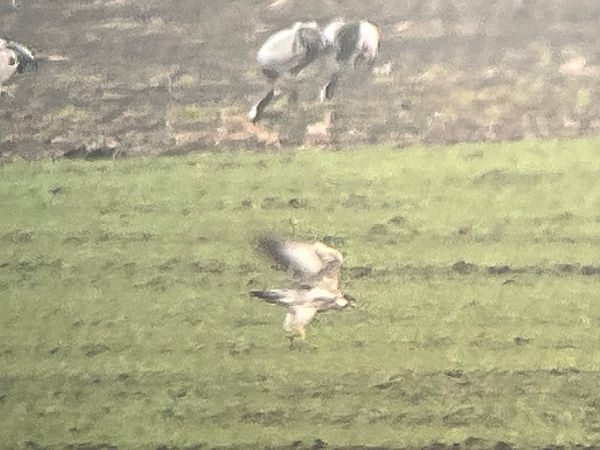 Faucon pèlerin  - Grzegorz Neubauer