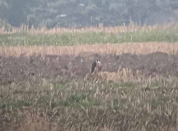 sokół wędrowny  - Grzegorz Neubauer