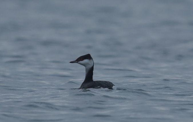 perkoz rogaty  - Grzegorz Neubauer