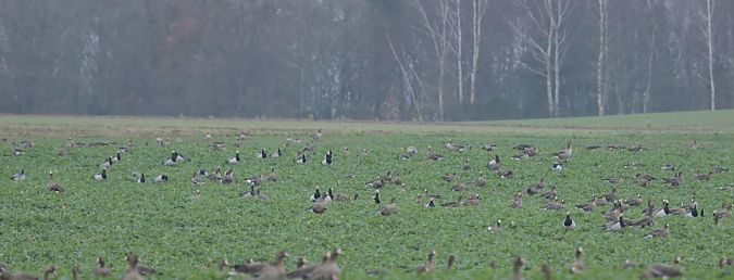 Barnacle Goose  - Grzegorz Neubauer