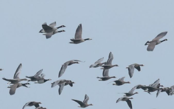 bernikla kanadyjska x bernikla białolica  - Grzegorz Neubauer