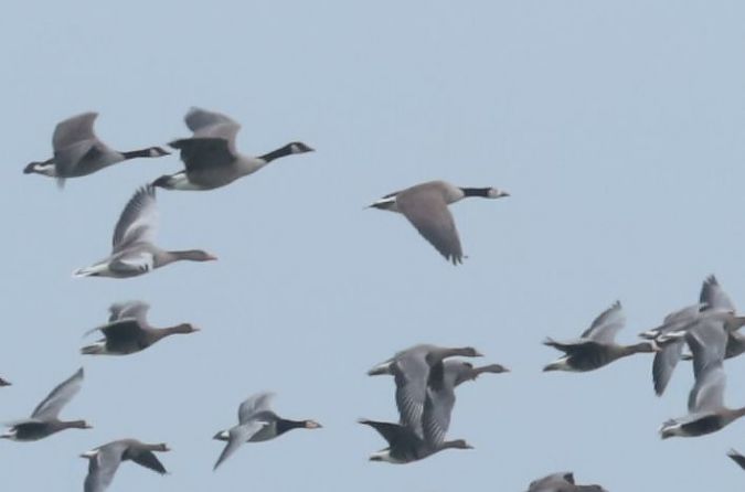 bernikla kanadyjska x bernikla białolica  - Grzegorz Neubauer