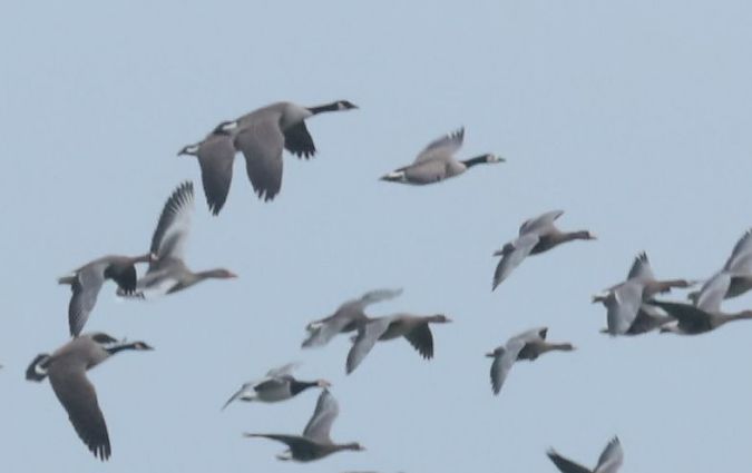 Hybride Bernache du Canada x nonnette  - Grzegorz Neubauer