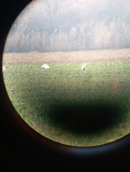 warzęcha  - Michał Karpeta