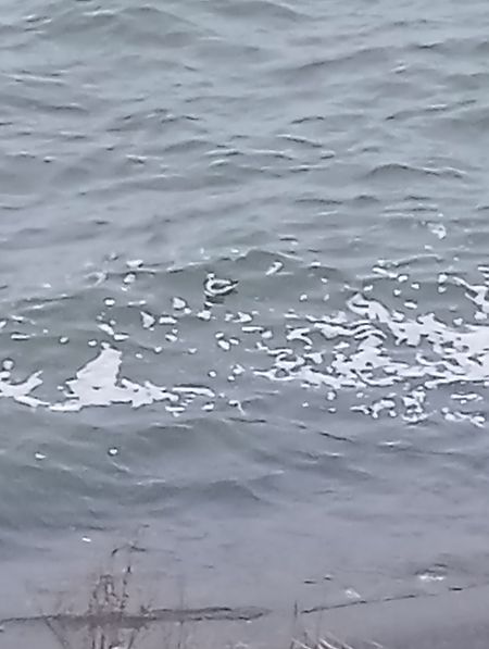 płatkonóg płaskodzioby  - Michał Karpeta