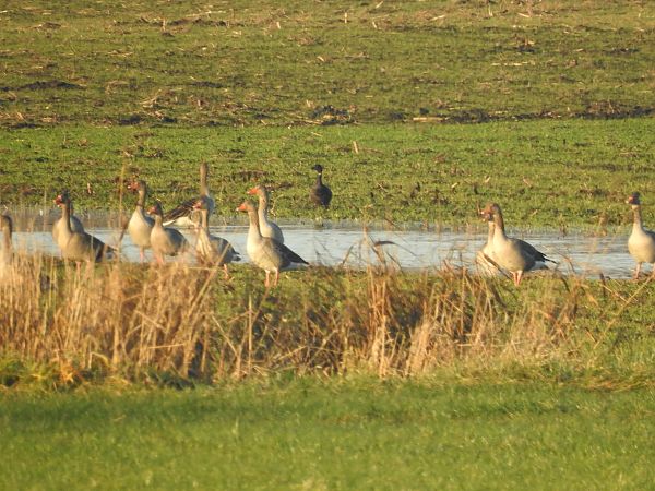 bernikla obrożna  - Grzegorz Lorek