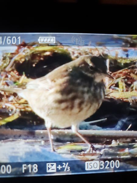 świergotek nadmorski  - Grzegorz Pac